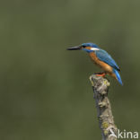 IJsvogel (Alcedo atthis)