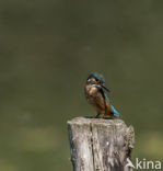 Kingfisher (Alcedo atthis)