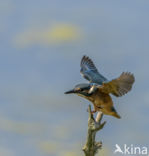 IJsvogel (Alcedo atthis)