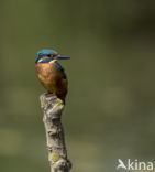 IJsvogel (Alcedo atthis)