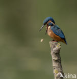 IJsvogel (Alcedo atthis)