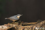 Europese Boomklever (Sitta europaea)