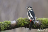 Grote Bonte Specht (Dendrocopos major)