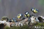 Koolmees (Parus major)