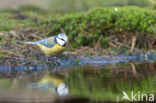 Pimpelmees (Parus caeruleus)