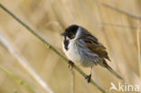 Rietgors (Emberiza schoeniclus)