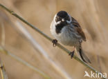 Reed Bunting (Emberiza schoeniclus)