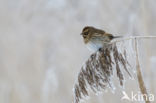 Reed Bunting (Emberiza schoeniclus)