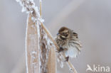 Reed Bunting (Emberiza schoeniclus)