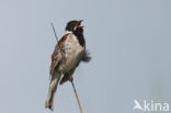 Rietgors (Emberiza schoeniclus)