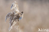 Reed Bunting (Emberiza schoeniclus)