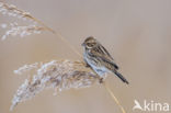 Reed Bunting (Emberiza schoeniclus)