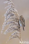 Reed Bunting (Emberiza schoeniclus)