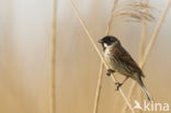 Reed Bunting (Emberiza schoeniclus)