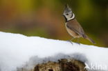 Kuifmees (Parus cristatus)