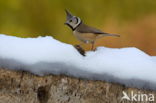 Kuifmees (Parus cristatus)