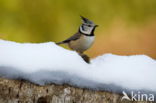 Kuifmees (Parus cristatus)