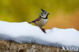 Kuifmees (Parus cristatus)