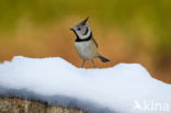 Kuifmees (Parus cristatus)