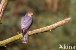 Sparrow Hawk (Accipiter nisus)