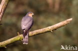 Sperwer (Accipiter nisus)