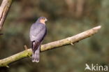 Sparrow Hawk (Accipiter nisus)