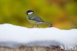 koolmees (Parus major minor)