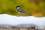 Parus major minor