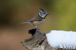 Kuifmees (Parus cristatus)