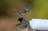 Kuifmees (Parus cristatus)