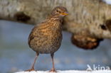 Song Thrush (Turdus philomelos)