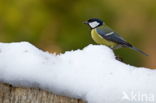 Great Tit (Parus major)