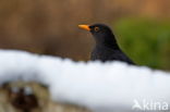 Merel (Turdus merula)