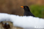 Merel (Turdus merula)