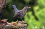 Merel (Turdus merula)