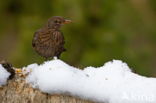 Zanglijster (Turdus philomelos)