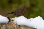 Zanglijster (Turdus philomelos)