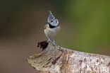 Kuifmees (Parus cristatus)