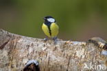 Koolmees (Parus major)