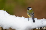 Great Tit (Parus major)