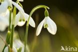 Gewoon sneeuwklokje (Galanthus nivalis)