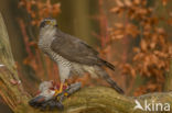 Goshawk (Accipiter gentilis)