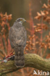 Havik (Accipiter gentilis)