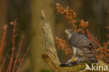 Goshawk (Accipiter gentilis)