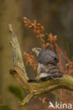 Havik (Accipiter gentilis)