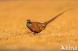 Ring-necked Pheasant (Phasianus colchicus)