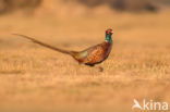 Ring-necked Pheasant (Phasianus colchicus)