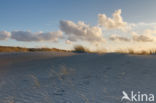 Marram (Ammophila arenaria)