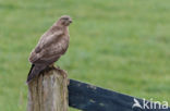 Buizerd (Buteo buteo)