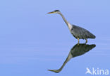 Grey Heron (Ardea cinerea)